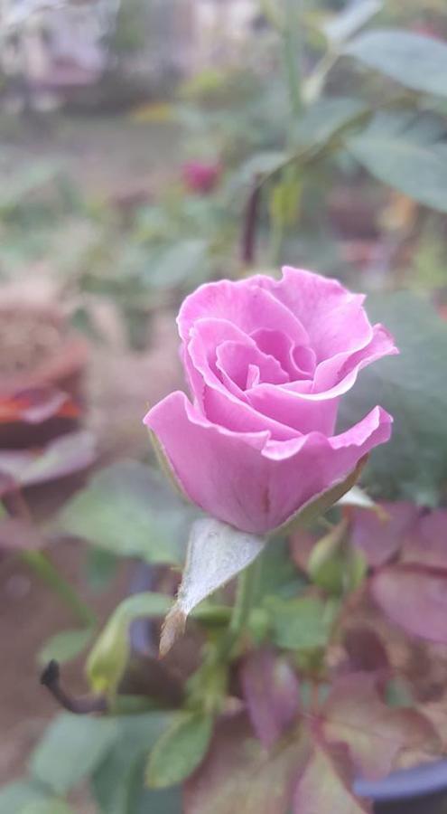 Baangaimuan Bed & Breakfast Lamphun Luaran gambar